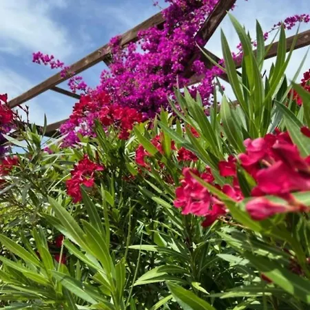 Luxueuse Villa, Hyper Centre Port De Vecchio ヴィラ ポルトヴェッキオ