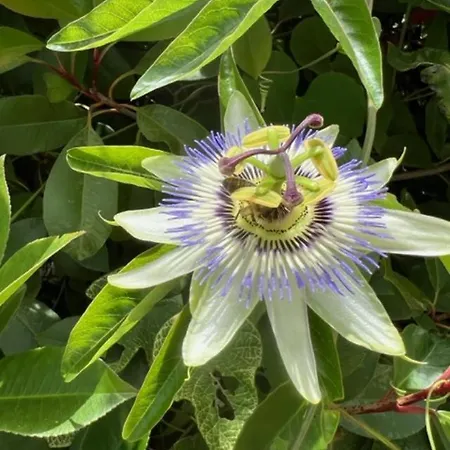 Luxueuse Villa, Hyper Centre Port De Vecchio * ポルトヴェッキオ