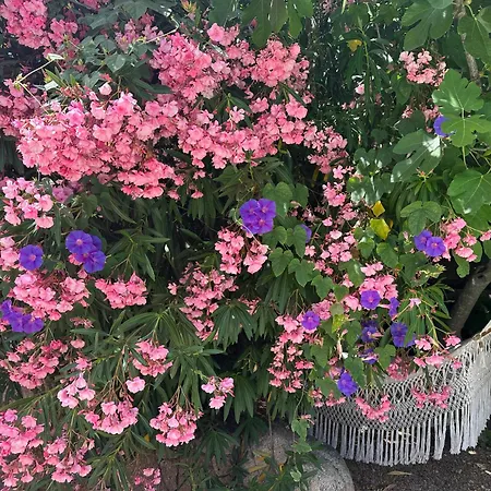 Luxueuse Villa, Hyper Centre Port De Vecchio ポルトヴェッキオ