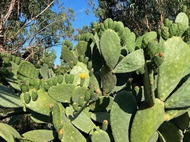 Luxueuse Villa, Hyper Centre Port De Vecchio