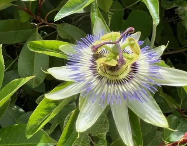 Luxueuse Villa, Hyper Centre Port De Vecchio * Porto-Vecchio